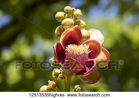 Stock Photograph - Cannonball tree (Couroupita guianensis) flower; Siem Reap, Cambodia. Fotosearch