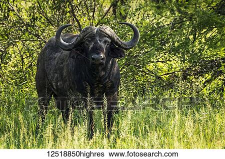 Stock Photograph - Cape buffalo (Syncerus caffer) facing camera from leafy bushes, Serengeti National Park; Tanzania. Fotosearch