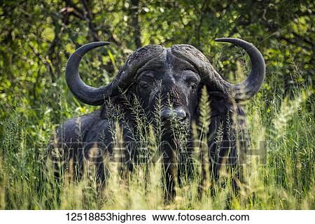 Cape buffalo (Syncerus caffer) facing camera lying in the leafy bushes, Serengeti National Park; Tanzania View Large Photo Image Stock Photograph - Cape buffalo (Syncerus caffer) facing camera lying in the leafy bushes, Serengeti National Park; Tanzania. Fotosearch