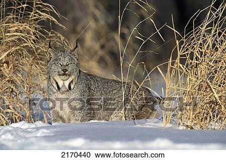 Captive Lynx Walking In Snow Winter/Nminnesota View Large Photo Image Stock Image - Captive Lynx Walking In Snow Winter/Nminnesota. Fotosearch