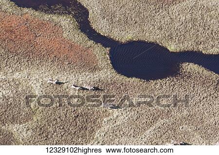 Caribou (Rangifer tarandus caribou) roaming the arid landscape, North Slope Borough; Alaska, United States of America View Large Photo Image Stock Photograph - Caribou (Rangifer tarandus caribou) roaming the arid landscape, North Slope Borough; Alaska, United States of America. Fotosearch
