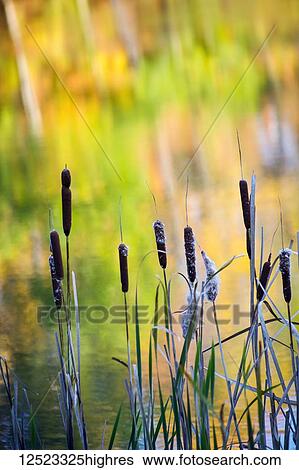Cat tails and reflection of autumn colours in tranquil water; Chagrin Falls, Ohio, United States of America View Large Photo Image Stock Photograph - Cat tails and reflection of autumn colours in tranquil water; Chagrin Falls, Ohio, United States of America. Fotosearch