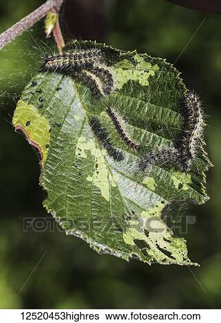 Caterpillars feeding on a leaf; Honey Harbour, Ontario, Canada View Large Photo Image Stock Photograph - Caterpillars feeding on a leaf; Honey Harbour, Ontario, Canada. Fotosearch