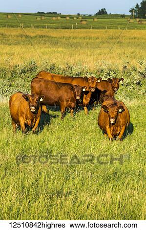 Stock Photograph - Cattle grazing in a grass field with blue sky, South of Beiseker; Alberta, Canada. Fotosearch