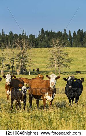 Stock Photograph - Cattle grazing in a grass field with blue sky, North of Sylvan Lake; Alberta, Canada. Fotosearch