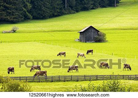 Cattle Grazing In Alpine Meadow With Wooden Fence And Small Barn