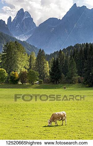 Cattle grazing on alpine meadow with rugged peaks in the background; Sesto, Bolzano, Italy View Large Photo Image Stock Photograph - Cattle grazing on alpine meadow with rugged peaks in the background; Sesto, Bolzano, Italy. Fotosearch