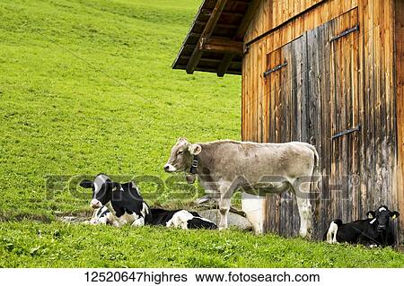 Stock Photograph - Cattle in sloped meadow with wooden barn; San Candido, Bolzano, Italy. Fotosearch