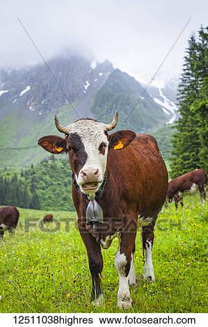 Cattle posing in a meadow of Val Montjoie with Aiguille de la Pennaz mountain in the background; Alps, France View Large Photo Image Stock Photograph - Cattle posing in a meadow of Val Montjoie with Aiguille de la Pennaz mountain in the background; Alps, France. Fotosearch