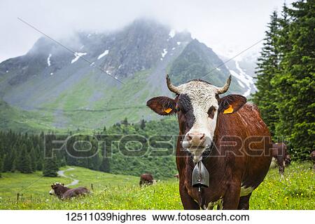 Stock Photograph - Cattle posing in a meadow of Val Montjoie with Aiguille de la Pennaz mountain in the background; Alps, France. Fotosearch