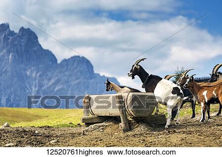 Stock Photograph - Chamois Coloured Goats next to wooden watering trough on mountain meadow with mountain peaks in the background; Sesto, Bolzano, Italy. Fotosearch