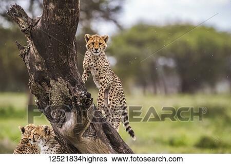 Stock Photograph - Cheetah (Acinonyx jubatus) in a tree; Ndutu, Tanzania. Fotosearch