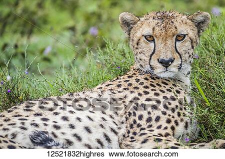 Stock Photograph - Cheetah (Acinonyx jubatus); Ndutu, Tanzania. Fotosearch