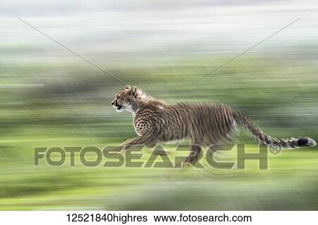 Cheetah (Acinonyx jubatus) running through the rain in a blurred panning motion; Tanzania View Large Photo Image Stock Photograph - Cheetah (Acinonyx jubatus) running through the rain in a blurred panning motion; Tanzania. Fotosearch