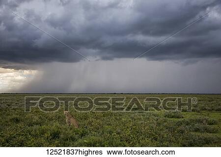 Cheetah (Acinonyx jubatus) sitting in the grass while a storm rages in the distance; Ndutu, Tanzania View Large Photo Image Stock Photograph - Cheetah (Acinonyx jubatus) sitting in the grass while a storm rages in the distance; Ndutu, Tanzania. Fotosearch