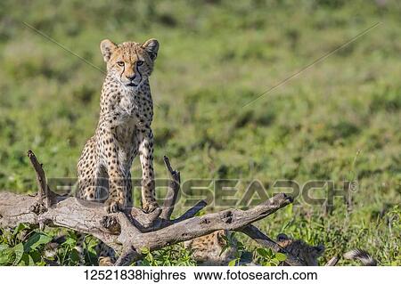 Cheetah (Acinonyx jubatus) standing on a dead tree; Ndutu, Tanzania View Large Photo Image Stock Photograph - Cheetah (Acinonyx jubatus) standing on a dead tree; Ndutu, Tanzania. Fotosearch