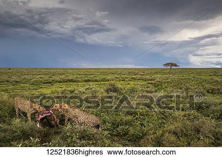 Stock Photograph - Cheetahs (Acinonyx jubatus) eating a wildbeest; Ndutu, Tanzania. Fotosearch