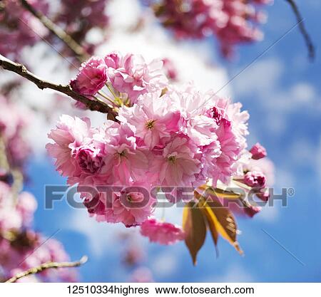 Stock Photograph - Cherry blossoms in bright pink blossoming on a tree with a blue sky; Surrey, British Columbia, Canada. Fotosearch