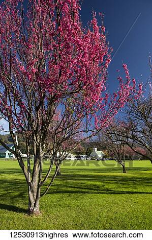 Stock Photograph - Cherry trees in bloom with the churches of Church Row in the background, Cherry Blossom Festival; Waimea, Island of Hawaii, Hawaii, United States of America. Fotosearch