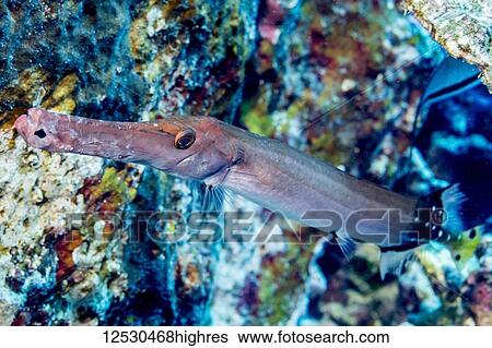 Chinese Trumpetfish (Aulostomus chinensis) photographed while scuba diving the Kona Coast; Island of Hawaii, Hawaii, United States of America View Large Photo Image Stock Photograph - Chinese Trumpetfish (Aulostomus chinensis) photographed while scuba diving the Kona Coast; Island of Hawaii, Hawaii, United States of America. Fotosearch