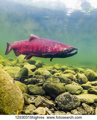 Stock Photograph - Chinook Salmon, also known as King Salmon (Oncorhynchus tshawytscha) in an Alaskan stream during the summer; Alaska, United States of America. Fotosearch