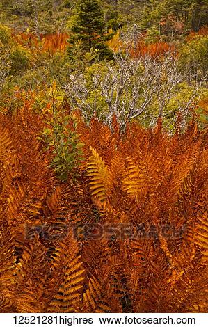 Stock Photograph - Cinnamon ferns in autumn, Port Bickerton Lighthouse Beach Park; Nova Scotia, Canada. Fotosearch