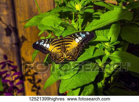 Stock Photograph - Clipper butterfly (Parthenos sylvia sylvia), botanical gardens; Montreal, Quebec, Canada. Fotosearch
