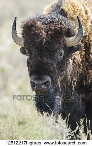 Stock Photograph - Close-up of a Bison (bison bison) looking at the camera, Grasslands National Park; Saskatchewan, Canada. Fotosearch