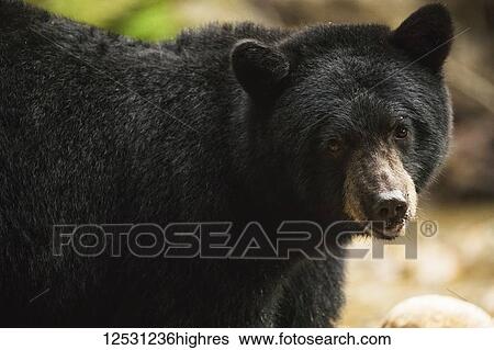 Close-up of a Black Bear (Ursus americanus), Great Bear Rainforest; Hartley Bay, British Columbia, Canada View Large Photo Image Stock Photograph - Close-up of a Black Bear (Ursus americanus), Great Bear Rainforest; Hartley Bay, British Columbia, Canada. Fotosearch