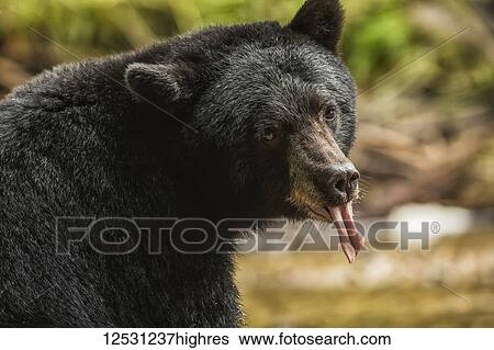Close-up of a Black Bear (Ursus americanus) with it's tongue sticking out, Great Bear Rainforest; Hartley Bay, British Columbia, Canada View Large Photo Image Stock Photograph - Close-up of a Black Bear (Ursus americanus) with it's tongue sticking out, Great Bear Rainforest; Hartley Bay, British Columbia, Canada. Fotosearch
