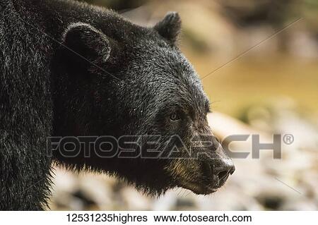 Stock Photograph - Close-up of a Black Bear's head (Ursus americanus), Great Bear Rainforest; Hartley Bay, British Columbia, Canada. Fotosearch
