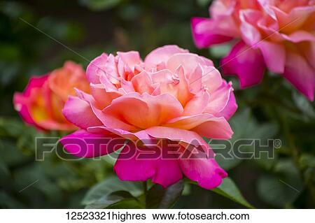Stock Photograph - Close-up of a blossoming pink rose; Boston, Massachussets, United States of America. Fotosearch