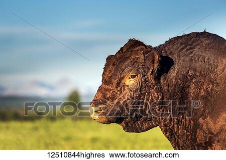 Stock Photograph - Close-up of a bull (cattle) in a field with blue sky, South of Calgary; Alberta, Canada. Fotosearch