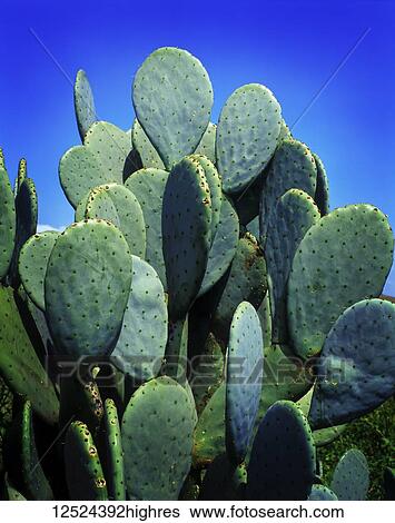 Close-up of a cactus plant and blue sky, near Mexico City; Mexico View Large Photo Image Stock Photograph - Close-up of a cactus plant and blue sky, near Mexico City; Mexico. Fotosearch