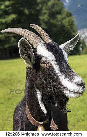 Stock Photograph - Close-up of a Chamois Coloured Goat with horns; Grainau, Bavaria, Germany. Fotosearch