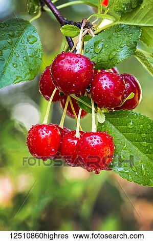 Stock Photograph - Close-up of a cluster of cherries on the tree with water droplets; Calgary, Alberta, Canada. Fotosearch