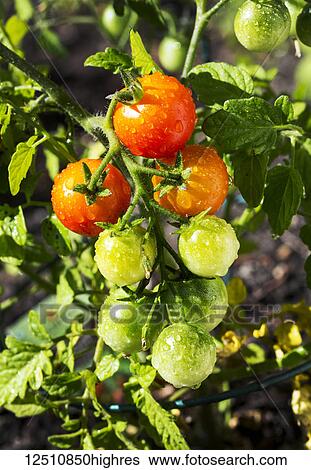 Stock Photograph - Close-up of a cluster of ripe and unripe cherry tomatoes on a plant in the garden wet with water droplets; Calgary, Alberta, Canada. Fotosearch
