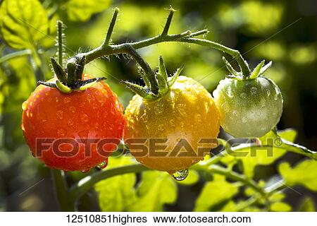 Stock Photograph - Close-up of a cluster of ripe and unripe cherry tomatoes on a plant in the garden wet with water droplets; Calgary, Alberta, Canada. Fotosearch
