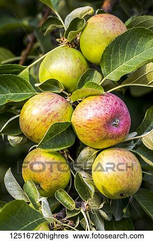 Close-up of a cluster of ripening apples on a tree branch; Calgary, Alberta, Canada View Large Photo Image Stock Photograph - Close-up of a cluster of ripening apples on a tree branch; Calgary, Alberta, Canada. Fotosearch