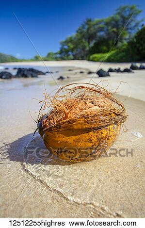 Stock Photograph - Close-up of a coconut washed ashore on Big Beach; Makena, Maui, Hawaii, United States of America. Fotosearch
