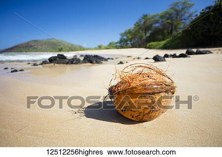 Stock Photograph - Close-up of a coconut washed ashore on Big Beach; Makena, Maui, Hawaii, United States of America. Fotosearch