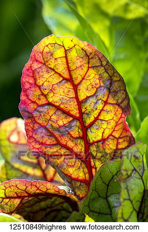 Stock Photograph - Close-up of a colourful backlit swiss chard leaf in a garden; Calgary, Alberta, Canada. Fotosearch