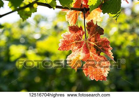 Close-up of a colourful grape leaf hanging from the vine in autumn; Trento, Trento, Italy View Large Photo Image Stock Photograph - Close-up of a colourful grape leaf hanging from the vine in autumn; Trento, Trento, Italy. Fotosearch