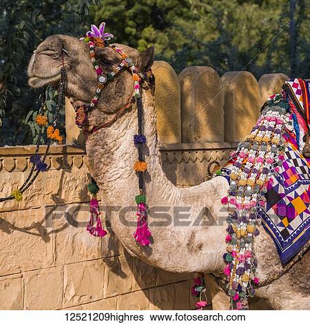 Close Up Of A Decorated Camel With Colourful Tassels And Fabric