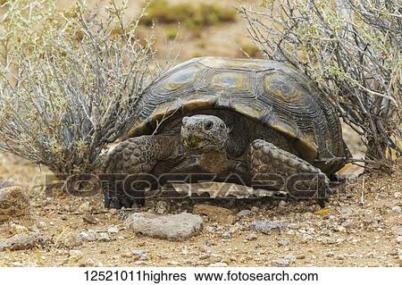 Stock Photograph - Close-up of a Desert Tortoise (Gopherus agassizii), Mojave National Preserve; California, United States of America. Fotosearch
