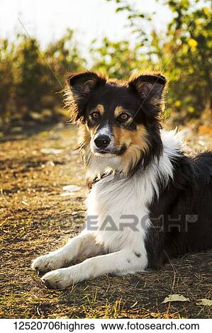Close-up of a dog posing for portrait on a path at sunset; Calgary, Alberta, Canada View Large Photo Image Stock Photograph - Close-up of a dog posing for portrait on a path at sunset; Calgary, Alberta, Canada. Fotosearch