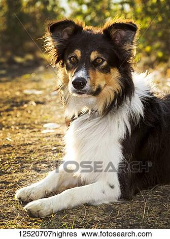Stock Photograph - Close-up of a dog posing for portrait on a path at sunset; Calgary, Alberta, Canada. Fotosearch