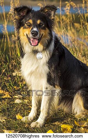 Close-up of a dog posing for portrait on a path at sunset; Calgary, Alberta, Canada View Large Photo Image Stock Photograph - Close-up of a dog posing for portrait on a path at sunset; Calgary, Alberta, Canada. Fotosearch