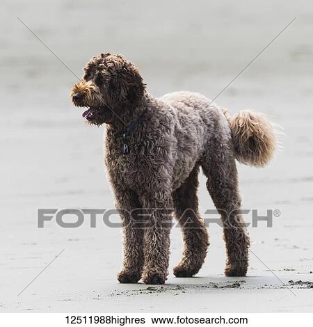 Stock Photograph - Close-up of a dog standing on the beach; Tofino, British Columbia, Canada. Fotosearch