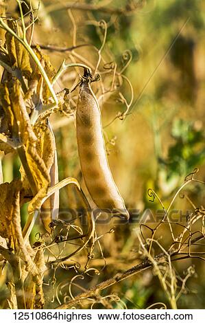 Stock Photograph - Close-up of a dry pea pod on the plant in a field at sunrise, East of Calgary; Alberta, Canada. Fotosearch